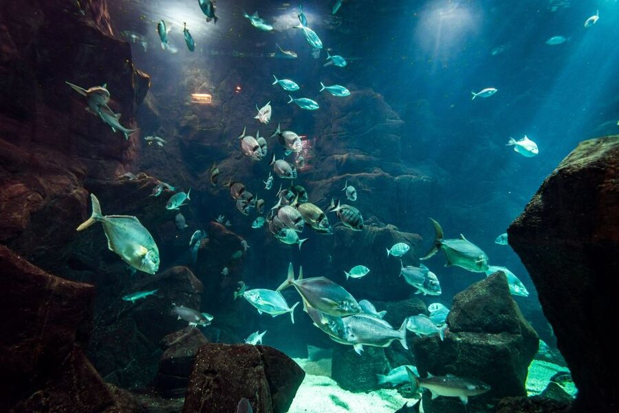 Porto Moniz: Diving with Sharks and Rays in Madeira Aquarium - Key points to know before booking