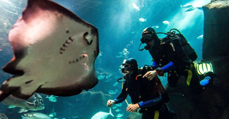 Porto Moniz: Diving with Sharks and Rays in Madeira Aquarium - Why this Porto Moniz activity is different