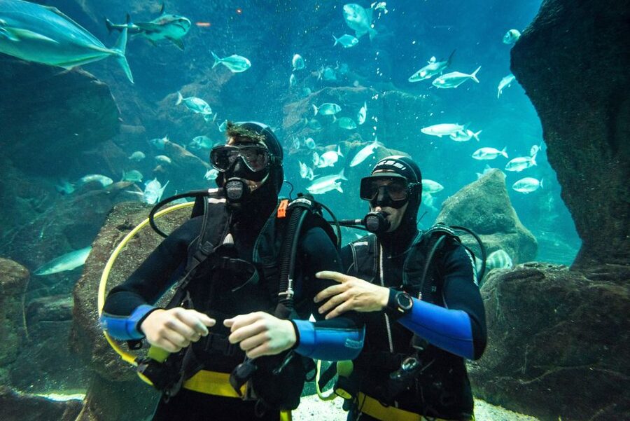 Porto Moniz: Diving with Sharks and Rays in Madeira Aquarium - Start with the aquarium tour