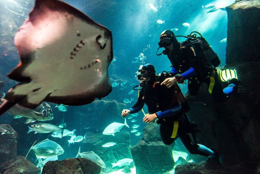 Porto Moniz: Diving with Sharks and Rays in Madeira Aquarium - The three-hour schedule at Aquário da Madeira