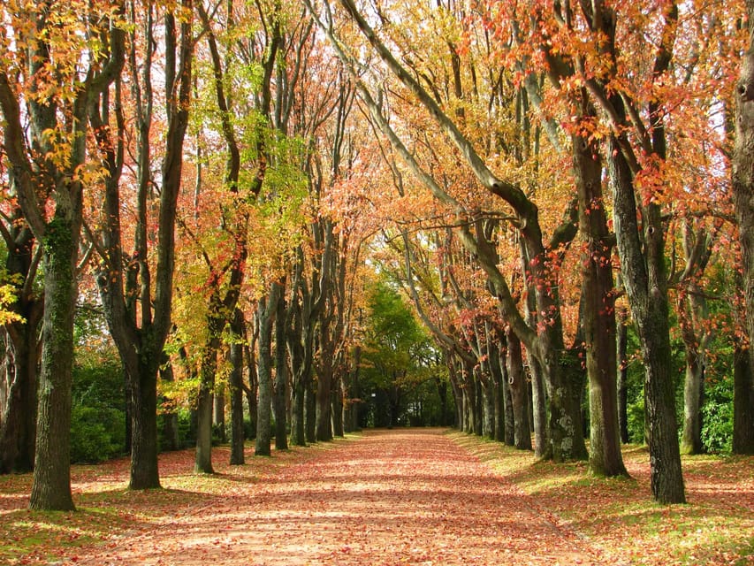 Porto: Serralves Foundation All Access Pass - Take the TreeTop Walk through the canopy