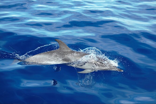 Private Dolphin and Whale Watching Tour in Madeira - What the private yacht adds