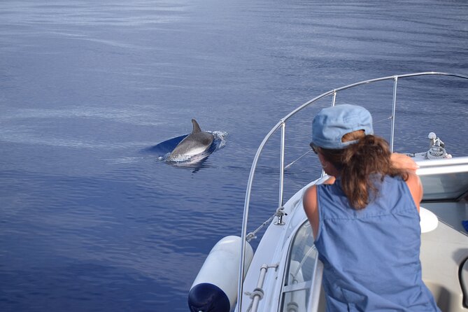 Private Dolphin and Whale Watching Tour in Madeira - Swimming and snorkeling along the coast