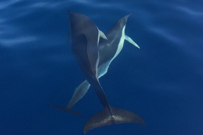 Private Dolphin and Whale Watching Tour in Madeira - Sunset departures and timing choices