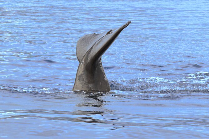 Private Dolphin and Whale Watching Tour in Madeira - Weather, boat changes, and practical limits