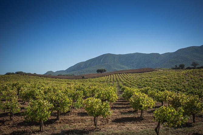 Private Lisbon Arrabida Wine Tour: Food & Wines, Mountain and Sea - Livramento Market brings Setúbal to life