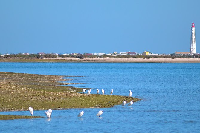 Private Ria Formosa Natural Park Boat Cruise from Faro - What the customer score tells me