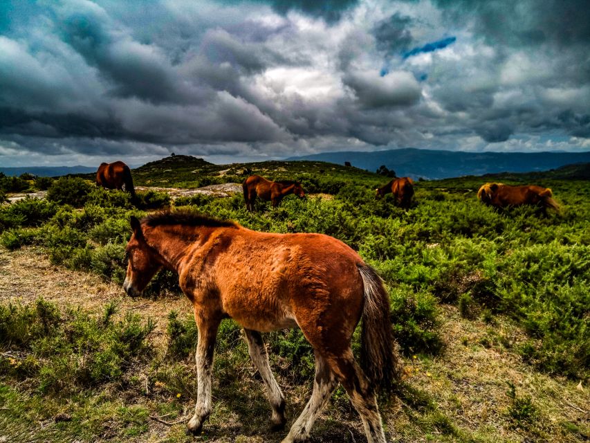 Prozelo: Buggy Tour - Key points before you book