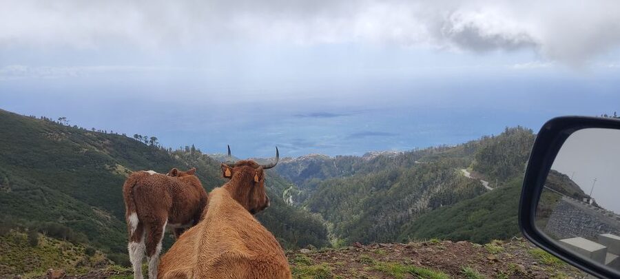 Rabaçal: 25 Fontes & Risco Levada Transfer Self-guided Hike - Weather, clothing, and trail conditions