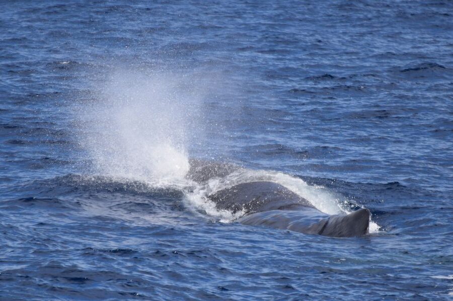 Rabo de Peixe: Sperm Whale Sanctuary Expedition - Why sperm whales make this São Miguel trip special