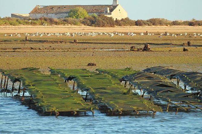 Ria Formosa - Boat trip to the 3 Islands: Armona | Culatra Island | Lighthouse - Timing, group size, and what the five hours feel like
