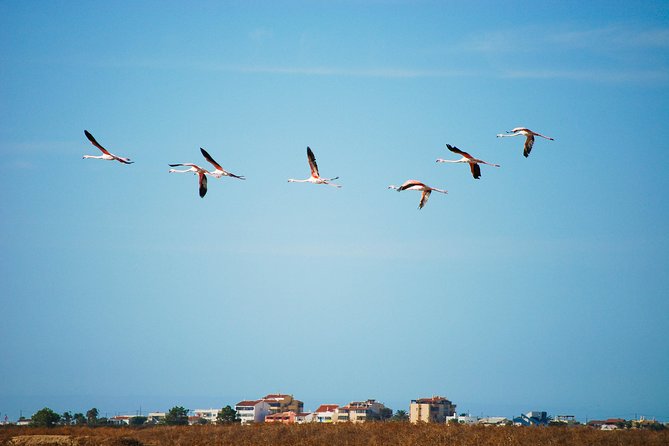 Ria Formosa Natural Park Birdwatching Segway Tour from Faro - Timing, heat, and the best season