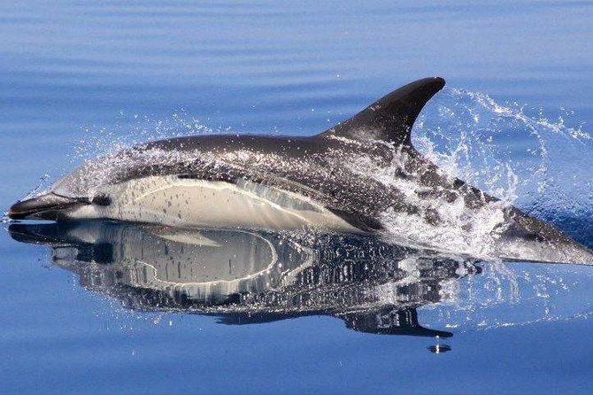 Safari & Boat Tour - Mountains & Dolphins - A full Algarve day, from cork country to the Atlantic