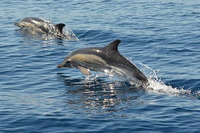 Safari & Boat Tour - Mountains & Dolphins - Dolphin watching, with no promise of a sighting