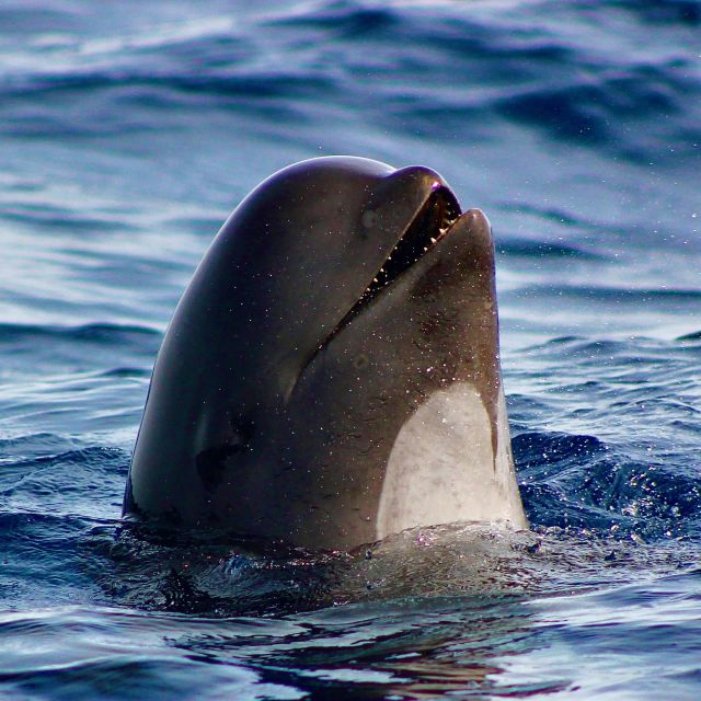 Sagres: Wildlife Tour Dolphins and Caves - Why This Sagres Boat Trip Is Different