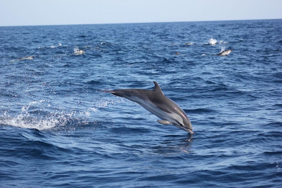 Sagres: Wildlife Tour Dolphins and Caves - What the Crew Adds