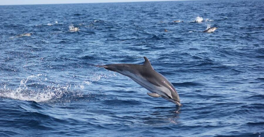 Sagres: Wildlife Tour Dolphins and Caves - Two Hours Along the Costa Vicentina