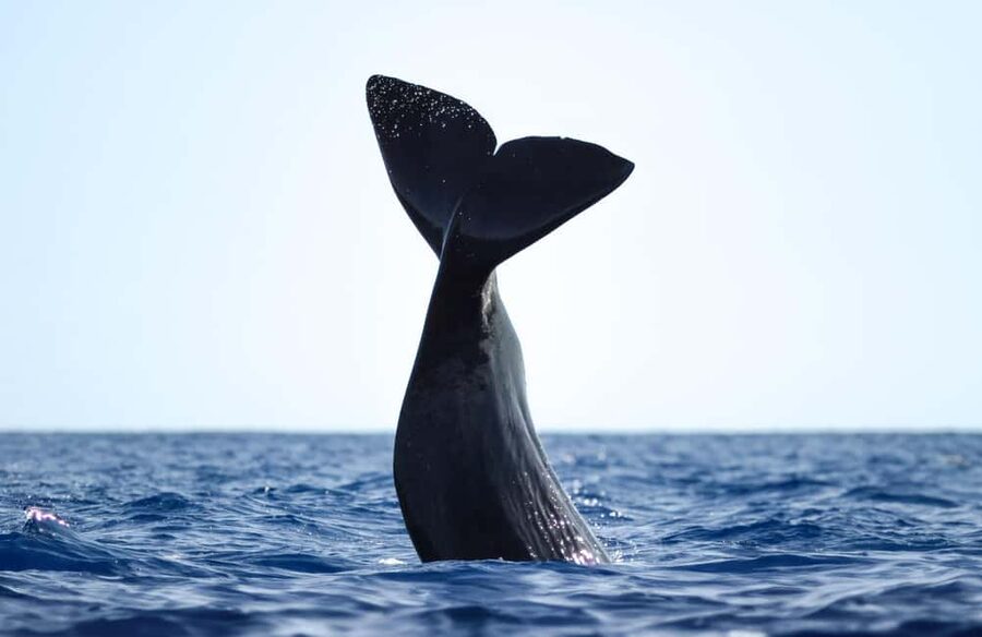São Miguel Azores: Half-Day Whale Watching Trip - Key points to know before booking