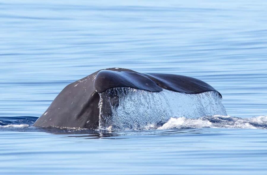 São Miguel Azores: Half-Day Whale Watching Trip - Why São Miguel is such a good place to watch whales