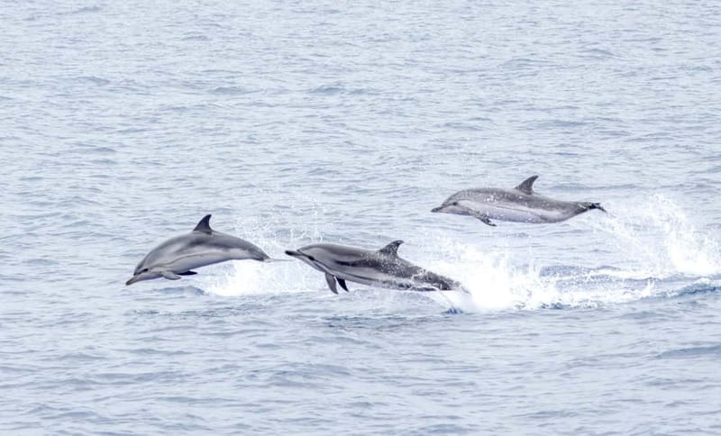 São Miguel Azores: Half-Day Whale Watching Trip - The boat choice: comfort or speed