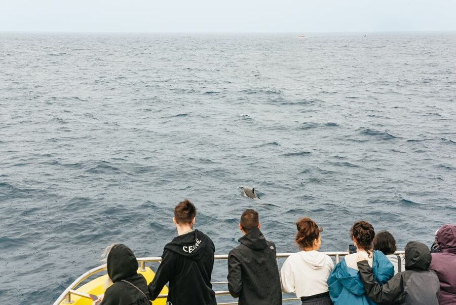 São Miguel Azores: Half-Day Whale Watching Trip - Watching dolphins and whales in open water