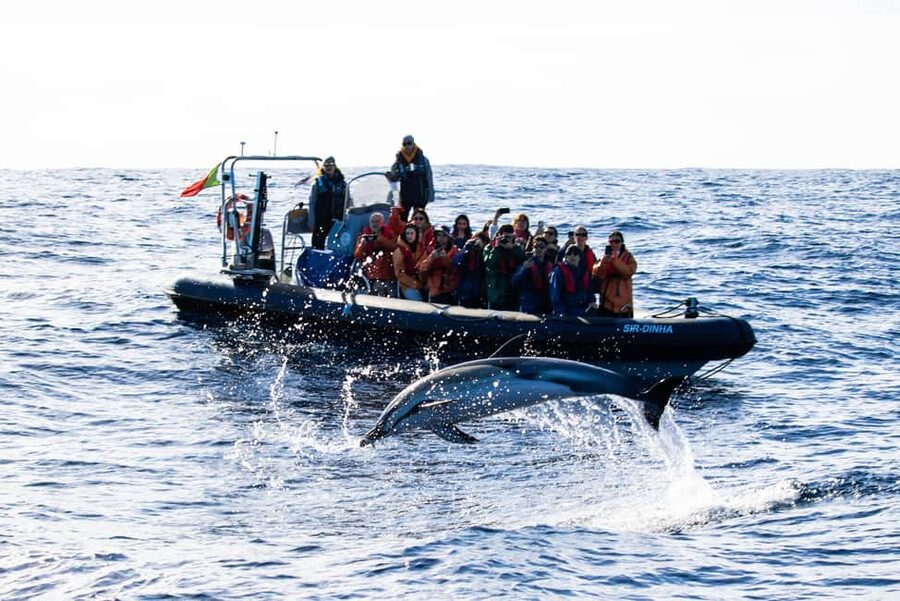 São Miguel Azores: Half-Day Whale Watching Trip - What the $74 price buys you