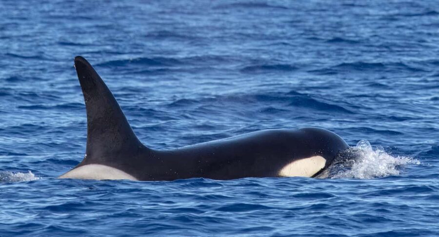 São Miguel Azores: Half-Day Whale Watching Trip - Who should book this outing