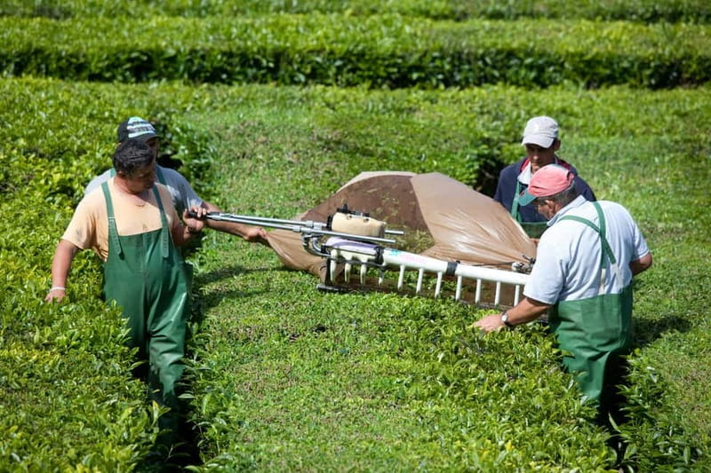 São Miguel: Furnas Volcano & Tea Plantation Tour & Lunch - Is $85 a fair price?