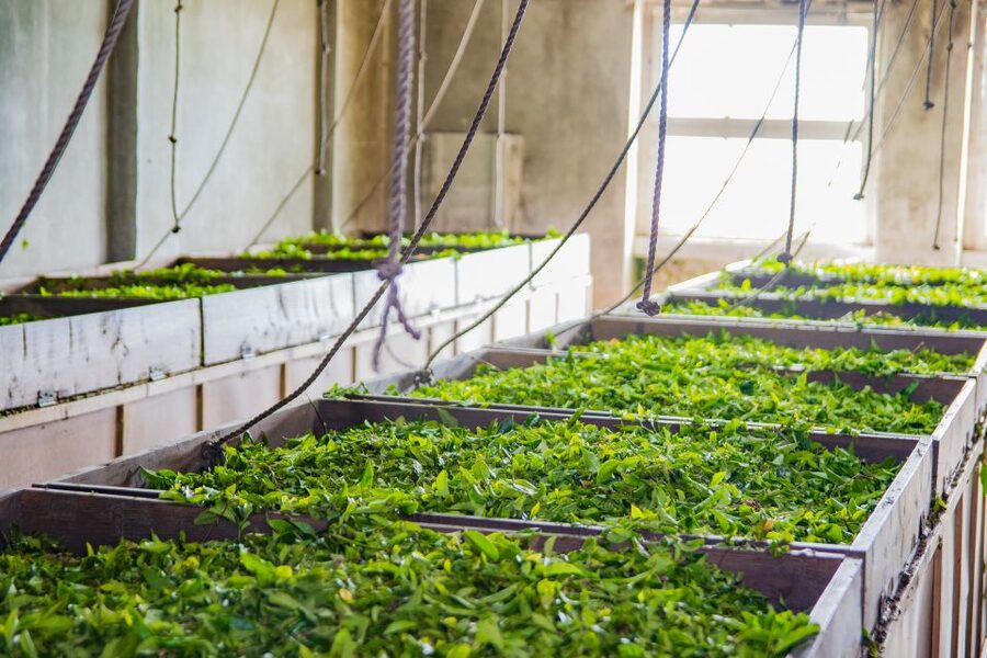 São Miguel Island: Full Day All-in-One Tour - Gorreana Tea Factory and a taste of São Miguel