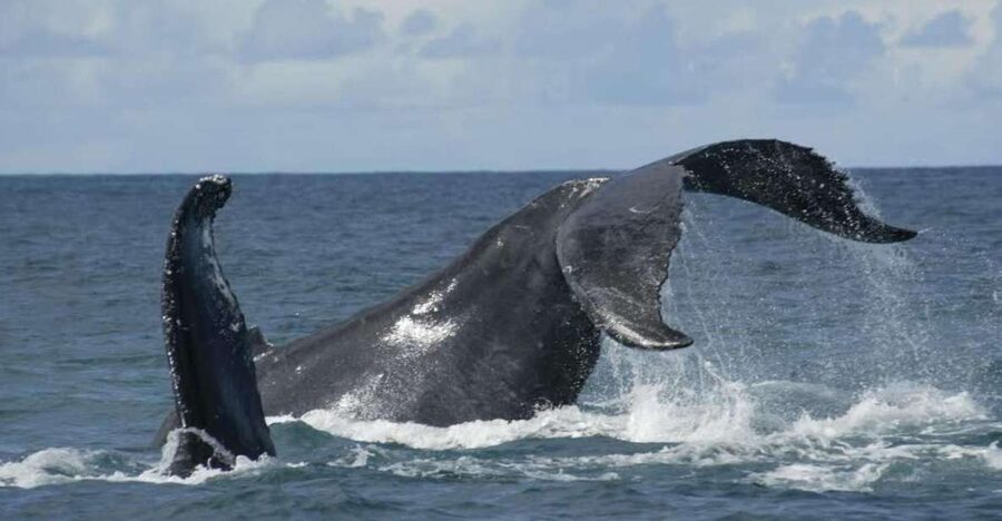 São Miguel: Whales & Volcano Full-Day Tour with Lunch - A day split between open sea and volcanic heights