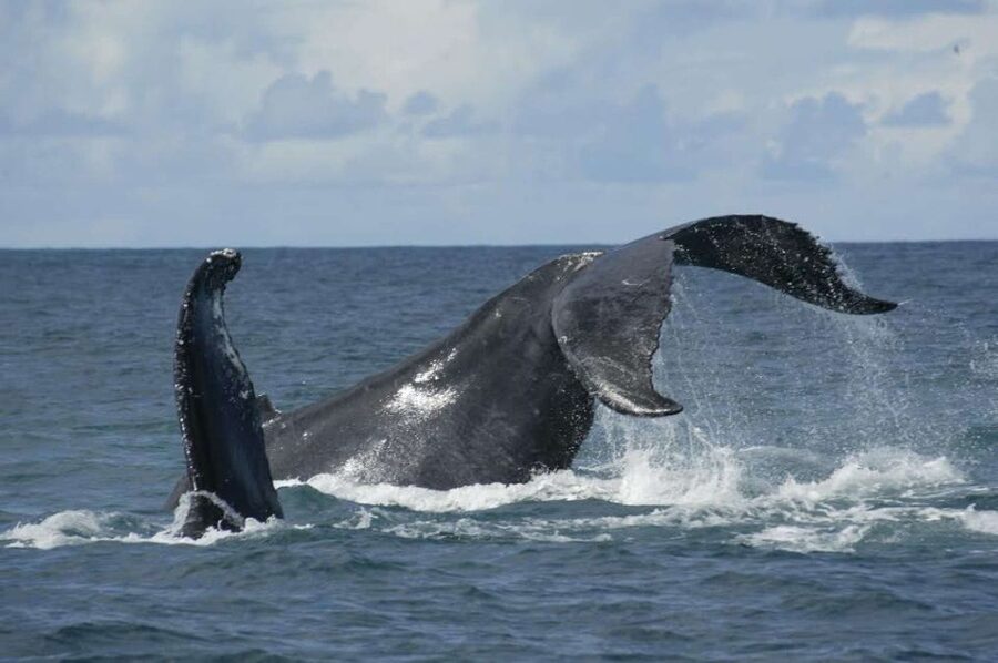São Miguel: Whales & Volcano Full-Day Tour with Lunch - Three hours searching for whales and dolphins