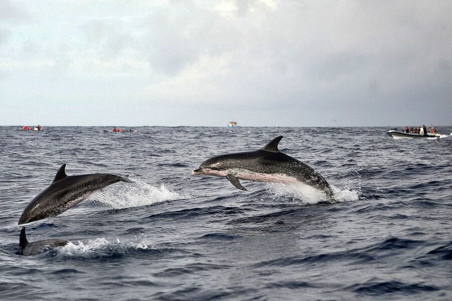 São Miguel: Whales & Volcano Full-Day Tour with Lunch - Who will enjoy this most?