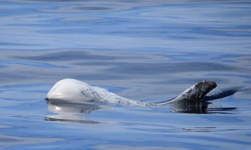 São Miguel: Wild Swimming with Dolphins - Should you book it?