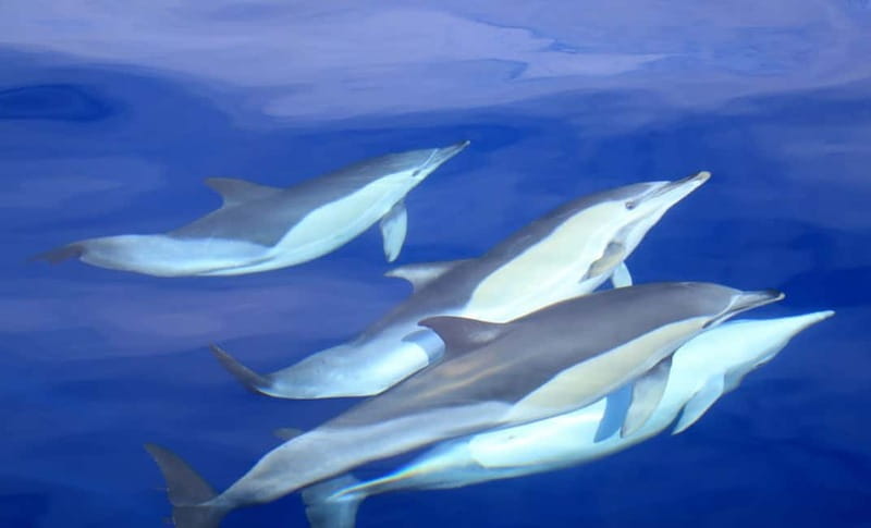 São Miguel: Wild Swimming with Dolphins - Leaving Marina Pêro de Teive for the Atlantic