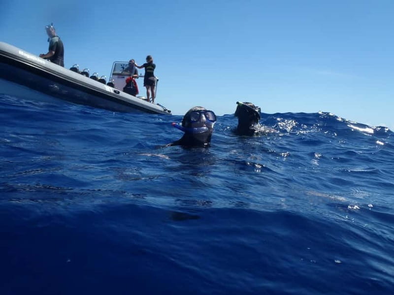 São Miguel: Wild Swimming with Dolphins - Searching for dolphins off São Miguel