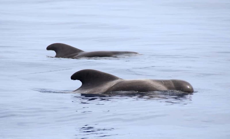 São Miguel: Wild Swimming with Dolphins - What swimming with wild dolphins feels like