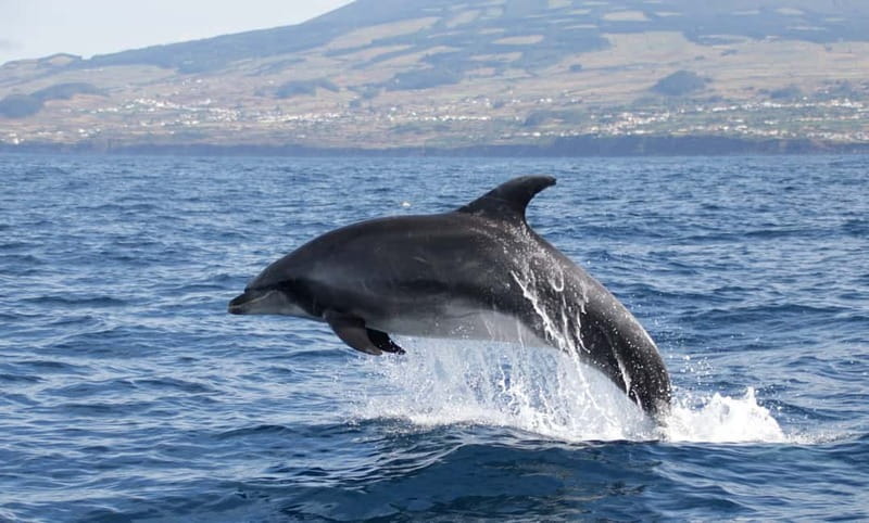 São Miguel: Wild Swimming with Dolphins - A wildlife trip with limits, not a dolphin show