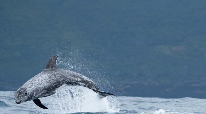 São Miguel: Wild Swimming with Dolphins - Who should book this São Miguel dolphin trip?
