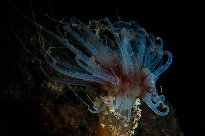 Scuba Diving Albufeira-Double Dive Trip - First session: up to 55 minutes or 60 bar