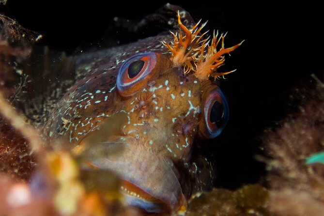 Scuba Diving Albufeira-Double Dive Trip - Returning to the marina and recording the morning