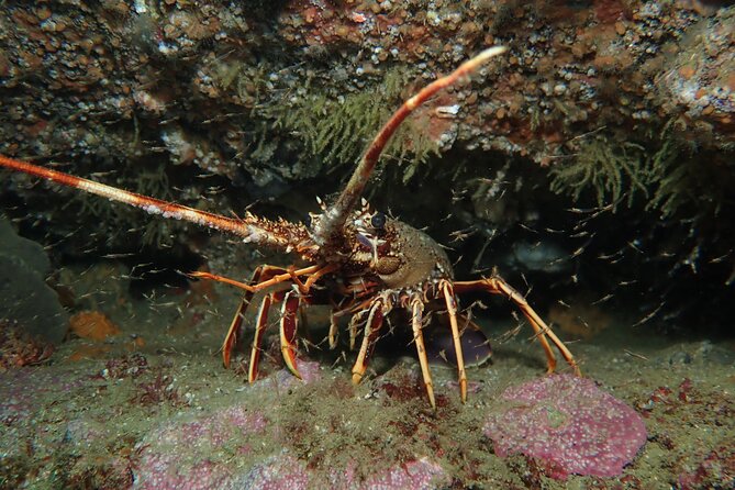 Scuba Diving Albufeira-Double Dive Trip - Is $101.59 good value?