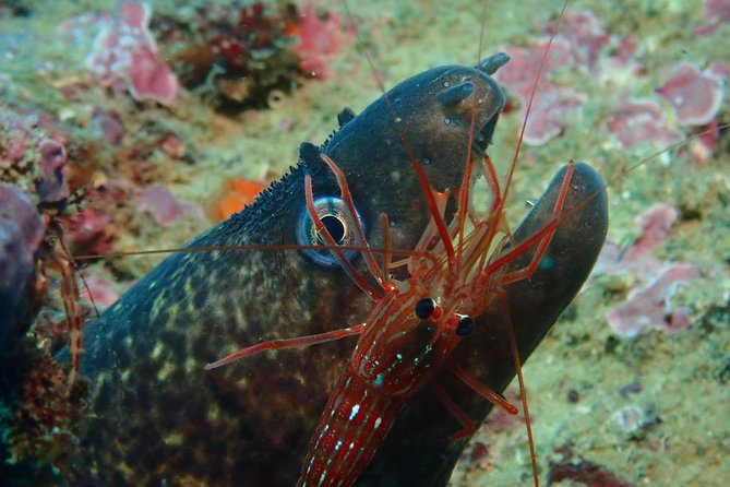 Scuba Diving Albufeira-Double Dive Trip - Who will enjoy this most?