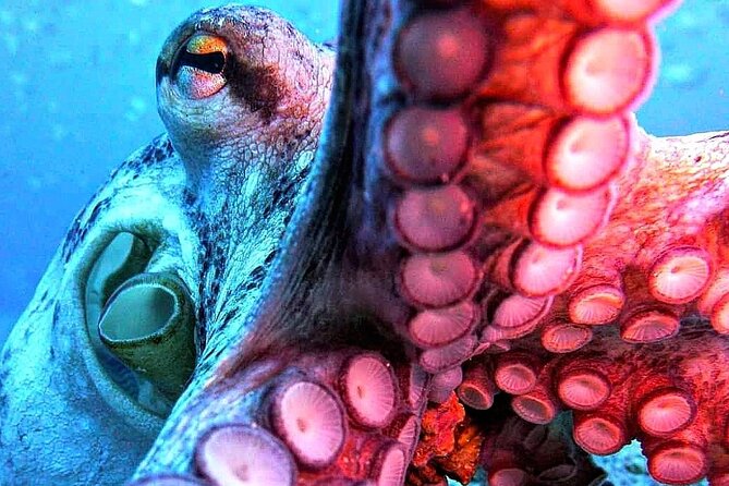 Scuba Diving Experience in Madeira - The instructors make the biggest difference