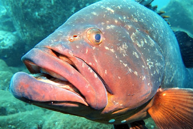 Scuba Diving Experience in Madeira - A small group, but not always a private lesson