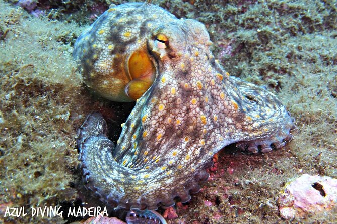 Scuba Diving Experience in Madeira - Who will enjoy this experience most