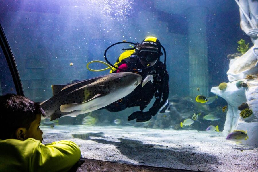 SEA LIFE Porto Full-Day Entrance Ticket - What you see inside SEA LIFE Porto