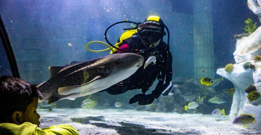 SEA LIFE Porto Full-Day Entrance Ticket - Free talks make the visit more useful