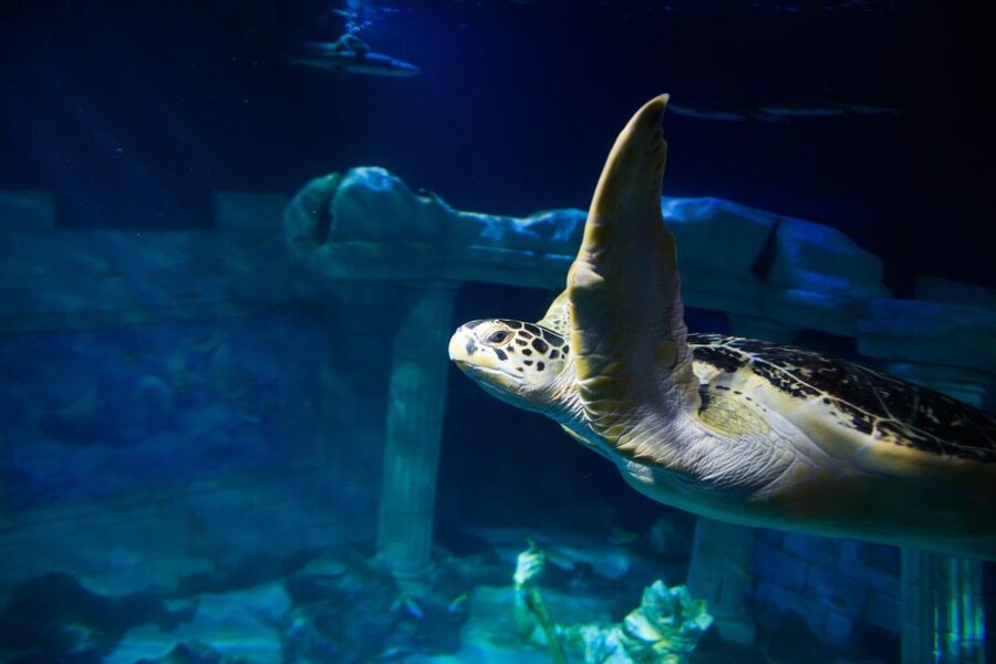 SEA LIFE Porto Full-Day Entrance Ticket - Lunch with Atlantic views