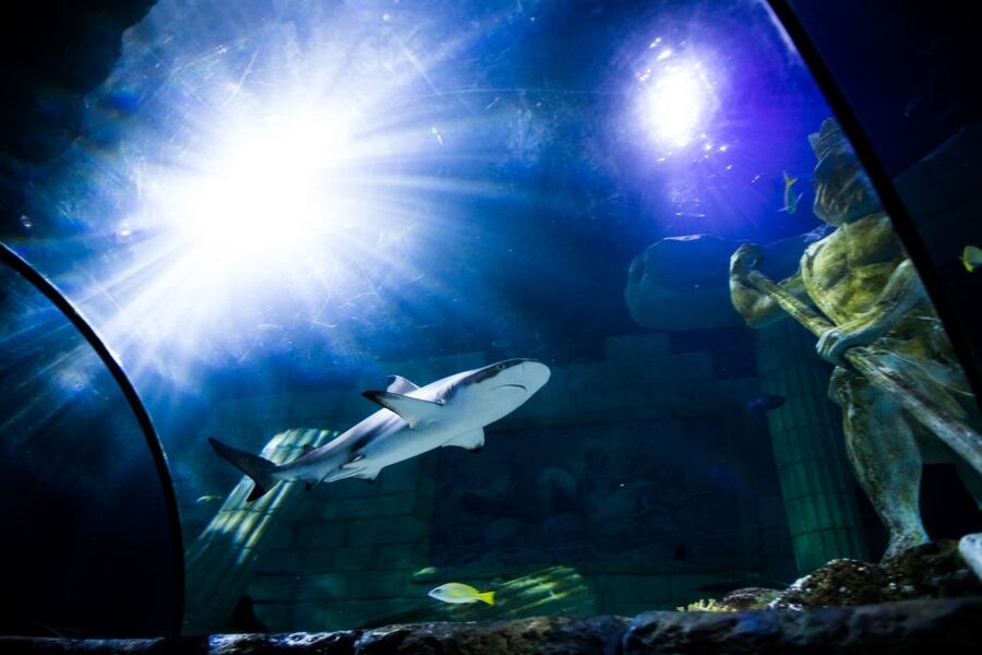 SEA LIFE Porto Full-Day Entrance Ticket - Is $22 good value?