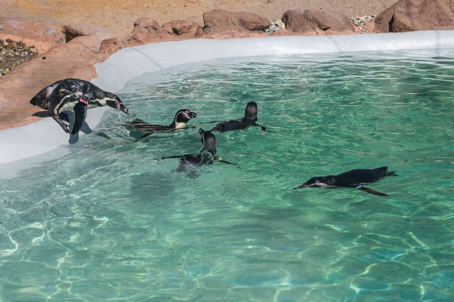 SEA LIFE Porto Full-Day Entrance Ticket - Practical planning for your visit